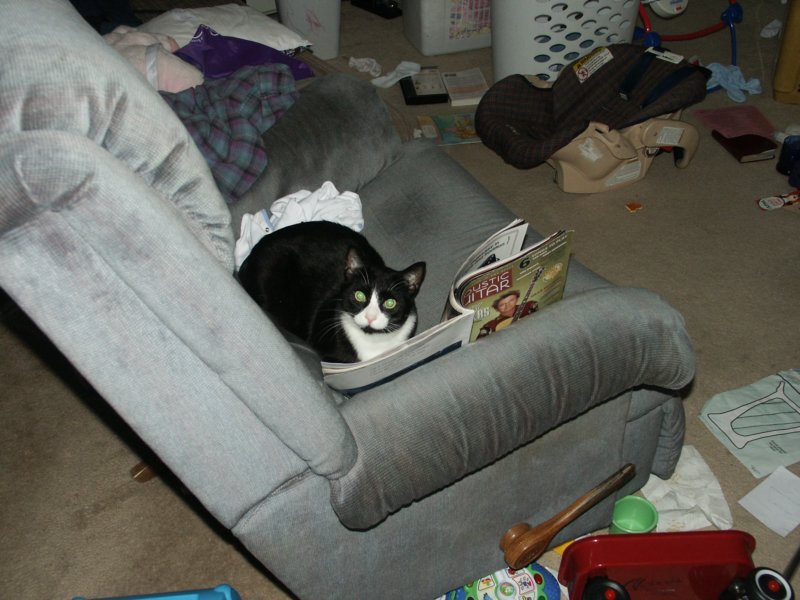 ourliteratecat.jpg
